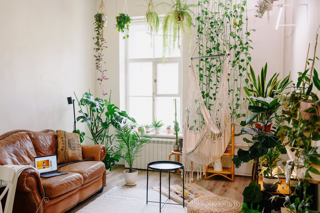 Indoor Plants for a Fresh Living Room Look